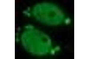 Image no. 2 for anti-Estrogen-Related Receptor gamma (ESRRG) (AA 24-263) antibody (ABIN1491250) (ESRRG antibody  (AA 24-263))