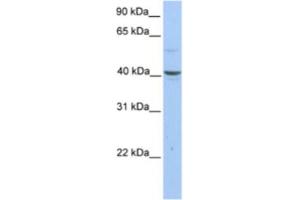 Western Blotting (WB) image for anti-Pellino E3 Ubiquitin Protein Ligase Family Member 3 (PELI3) antibody (ABIN2463636) (Pellino 3 antibody)