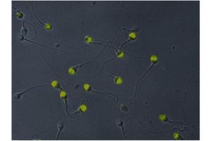 Immunofluorescence (IF) image for anti-Acrosomal Vesicle Protein 1 (ACRV1) antibody (FITC) (ABIN238419) (ACRV1 antibody  (FITC))