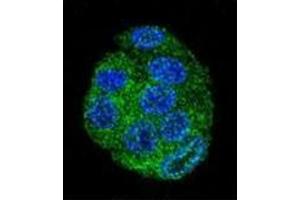 Confocal immunofluorescent analysis of FAT10 Antibody (C-term) Cat. (UBD antibody  (C-Term))