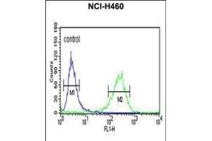 PISD Antibody (Center) (ABIN652776 and ABIN2842511) flow cytometric analysis of NCI- cells (right histogram) compared to a negative control cell (left histogram).