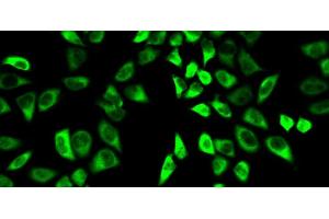 Immunofluorescence analysis of HeLa cells using PRDX6 Polyclonal Antibody (Peroxiredoxin 6 antibody)