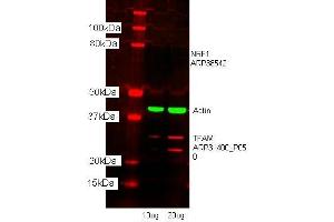 Western Blotting (WB) image for anti-Transcription Factor A, Mitochondrial (TFAM) (N-Term) antibody (ABIN2777277)
