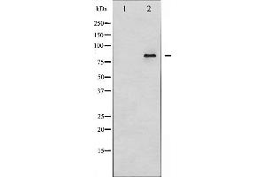 Western blot analysis of Ataxin 1 expression in NIH-3T3 whole cell lysates,The lane on the left is treated with the antigen-specific peptide. (Ataxin 1 antibody  (C-Term))