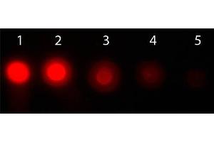 Dot Blot of AKT1 Phycoerythrin Conjugated Monoclonal Antibody.