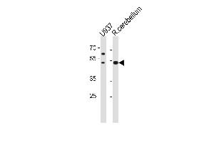 SLC25A25 Antibody (N-term) (ABIN1881810 and ABIN2843612) western blot analysis in U-937 cell line and rat cerebellum tissue lysates (35 μg/lane). (SLC25A25 antibody  (N-Term))