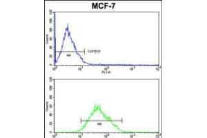 Flow cytometric analysis of MCF-7cells (bottom histogram) compared to a negative control cell (top histogram). (COX5A antibody  (AA 46-73))