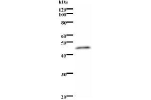 Western Blotting (WB) image for anti-Paired Box 7 (PAX7) antibody (ABIN931174) (PAX7 antibody)