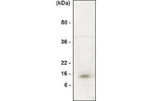 Western blot analysis. (MIF antibody  (N-Term))