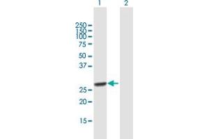 Western Blot analysis of RFXANK expression in transfected 293T cell line by RFXANK MaxPab polyclonal antibody. (RFXANK antibody  (AA 1-237))
