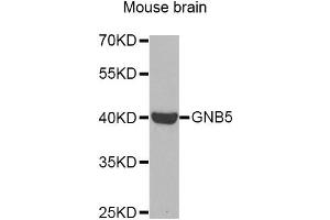 Western Blotting (WB) image for anti-Guanine Nucleotide Binding Protein (G Protein), beta 5 (GNB5) antibody (ABIN1872852) (GNB5 antibody)