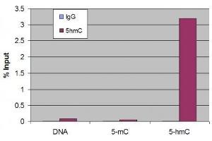 5-Hydroxymethylcytosine (5-hmC, 5-hydroxymethylcytidine) antibody tested by Methyl DNA immunoprecipitation. (5-Hydroxymethylcytosine antibody)