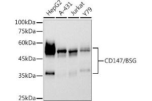 Western blot analysis of extracts of various cell lines, using CD147/BSG antibody (ABIN7265838) at 1:500 dilution. (CD147 antibody)