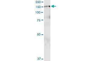 Immunoprecipitation of PDGFRB transfected lysate using anti-PDGFRB MaxPab rabbit polyclonal antibody and Protein A Magnetic Bead , and immunoblotted with PDGFRB purified MaxPab mouse polyclonal antibody (B01P) . (PDGFRB antibody  (AA 1-1106))