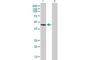 FCRLA antibody  (AA 1-376)