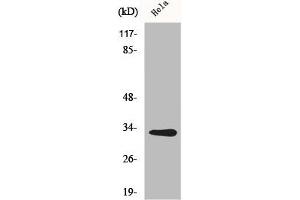 Western Blot analysis of HuvEc cells using CNOT7 Polyclonal Antibody (CNOT7 antibody  (N-Term))
