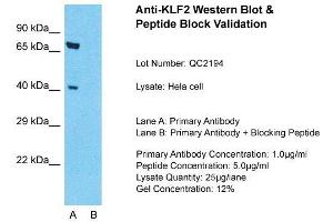 Host: Rabbit  Target Name: KLF2  Sample Tissue: Hela Whole cell  Lane A:  Primary Antibody Lane B:  Primary Antibody + Blocking Peptide Primary Antibody Concentration: 1 µg/mL Peptide Concentration: 5 µg/mL Lysate Quantity: 41 µg/laneGel Concentration:. (KLF2 antibody  (Middle Region))