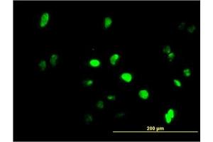 Image no. 1 for anti-Growth Factor Independent 1 (GFI1) (AA 1-92) antibody (ABIN466022) (GFI1 antibody  (AA 1-92))