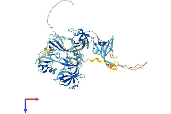 THEMIS Protein (AA 1-641) (His tag)