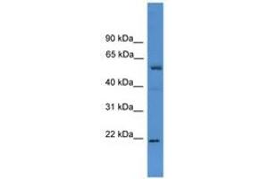 Image no. 1 for anti-Achaete-Scute Complex Homolog 3 (ASCL3) (C-Term) antibody (ABIN6746169) (ASCL3 antibody  (C-Term))