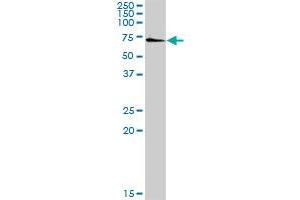 SSH3 MaxPab rabbit polyclonal antibody. (SSH3 antibody  (AA 1-659))