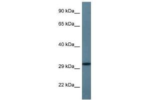 Western Blot showing STX11 antibody used at a concentration of 1 ug/ml against Fetal Heart Lysate (Syntaxin 11 antibody  (C-Term))