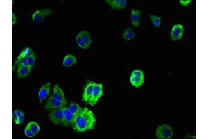 Immunofluorescent analysis of MCF-7 cells using ABIN7173027 at dilution of 1:100 and Alexa Fluor 488-congugated AffiniPure Goat Anti-Rabbit IgG(H+L) (TMEM19 antibody  (AA 34-83))