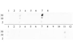 Histone H3 dimethyl Lys9 antibody tested by dot blot analysis. (Histone 3 antibody  (H3K9me2))