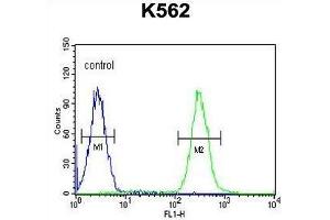 TNFAIP8 Antibody (N-term) flow cytometric analysis of K562 cells (right histogram) compared to a negative control cell (left histogram).