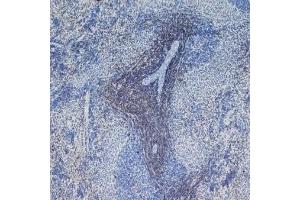 Staining of frozen rat spleen with Mouse anti rat CD4 (CD4 antibody  (Domain 1))