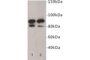Western Blotting (WB) image for anti-CD19 Molecule (CD19) antibody (ABIN1854855) (CD19 antibody)