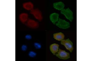 ABIN6258813 and ABIN6275138 staining Hela cells(30 min of UV treatment) by IF/ICC. (GABRA6 antibody  (N-Term))