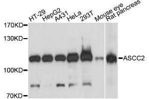 Western blot analysis of extracts of various cell lines, using ASCC2 antibody. (ASCC2 antibody)