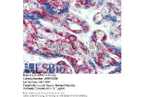 Immunohistochemistry (IHC) image for anti-G Protein-Coupled Receptor 6 (GPR6) (N-Term) antibody (ABIN2775307) (GPR6 antibody  (N-Term))