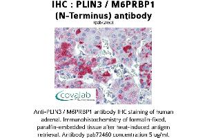 Image no. 1 for anti-Perilipin 3 (PLIN3) antibody (ABIN1738155) (PLIN3 antibody)