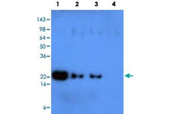 KIR2DL1 anticorps  (AA 23-223)