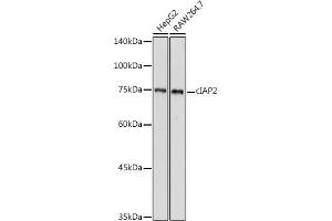 Western blot analysis of extracts of various cell lines, using cI antibody (ABIN1678920, ABIN3015349, ABIN3015350 and ABIN6213998) at 1:500 dilution. (BIRC3 antibody  (AA 1-180))