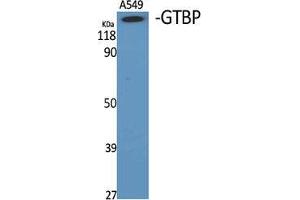 Western Blot (WB) analysis of specific cells using GTBP Polyclonal Antibody. (MSH6 antibody  (Internal Region))