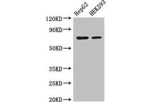 Western Blot Positive WB detected in: HepG2 whole cell lysate, HEK293 whole cell lysate All lanes: OS9 antibody at 3. (OS9 antibody  (AA 232-413))