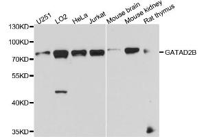 Western blot analysis of extracts of various cell lines, using GATAD2B antibody. (GATAD2B antibody)
