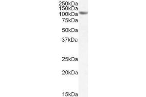 ABIN185702 (1µg/ml) staining of NIH3T3 cell lysate (35µg protein in RIPA buffer). (SIRT1 antibody  (Internal Region))