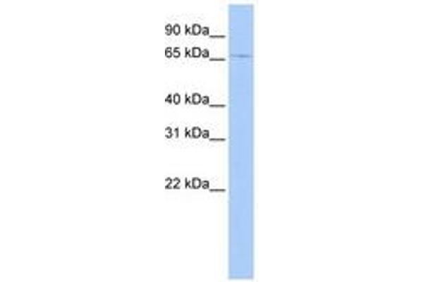 GSPT2 antibody  (AA 144-193)