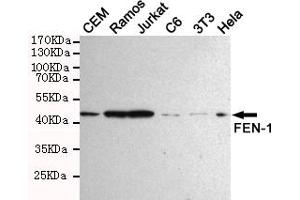 Western blot detection of FEN-1 in Hela,Jurkat,3T3,C6,CEM and Ramos cell lysates using FEN-1 mouse mAb (1:1000 diluted). (FEN1 antibody)