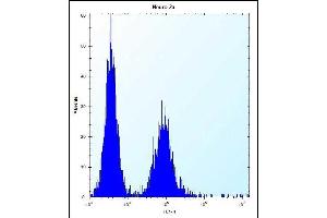 ZC3H8 Antibody (N-term) (ABIN655410 and ABIN2844956) flow cytometric analysis of Neuro-2a cells (right histogram) compared to a negative control cell (left histogram). (ZC3H8 antibody  (N-Term))