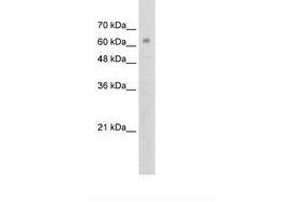 ZNF274 antibody  (AA 87-136)
