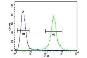 CCR8 antibody flow cytometric analysis of MDA-MB435 cells (right histogram) compared to a negative control (left histogram). (CCR8 antibody  (AA 290-317))