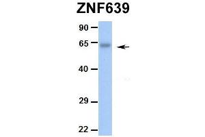 Hum. (ZNF639 antibody  (N-Term))