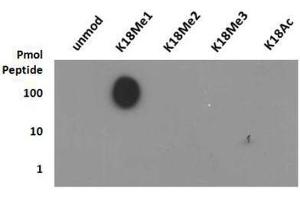 Dot Blot of Rabbit Histone H3 [Monomethyl Lys18] Antibody. (Histone 3 antibody  (H3K18me))