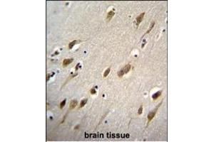 HARB1 Antibody (N-term) (ABIN655103 and ABIN2844735) immunohistochemistry analysis in formalin fixed and paraffin embedded human brain tissue followed by peroxidase conjugation of the secondary antibody and DAB staining. (HARBI1 antibody  (N-Term))