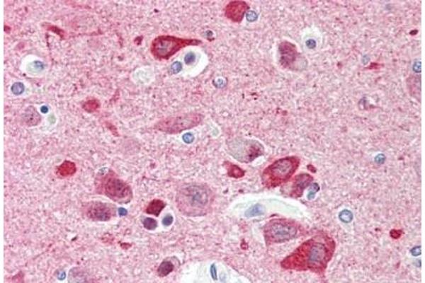 CCDC60 antibody  (AA 470-519)
